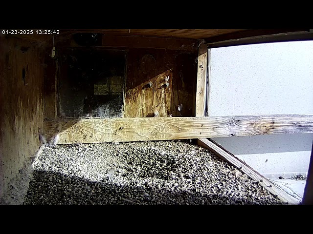 Peregrine Networks Live Peregrine Falcon Feed2 (Manchester, NH, USA)