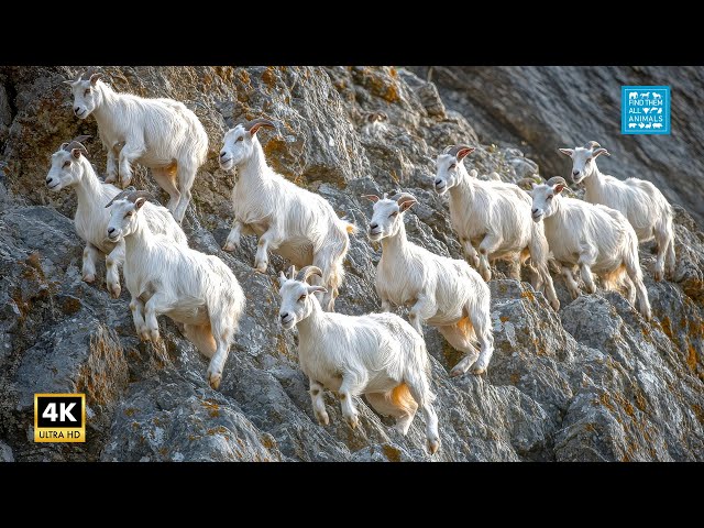 Wild Mountain Goats in 4K The Ultimate Relaxation Experience