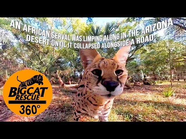 360 VR ~Mystery 3 Legged Serval