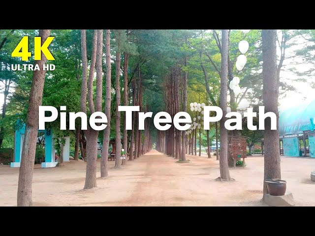 【4K】 🇰🇷 Walking of Nami Island in Chuncheon, South Korea, Walking in Pine Tree Path