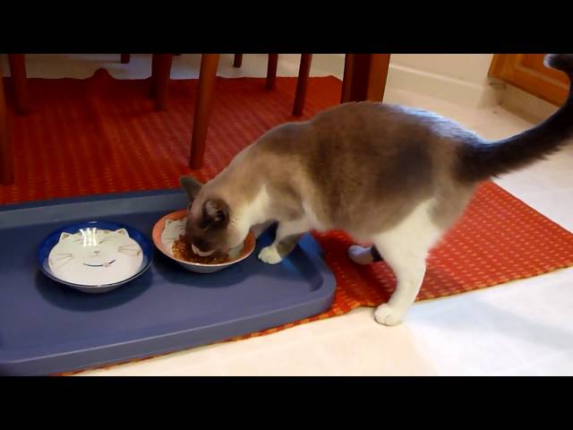 Grey Grey the snowshoe cat making sounds like a baby