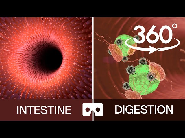 Digestive System VR | 360 Video | Inside the Human Body VR