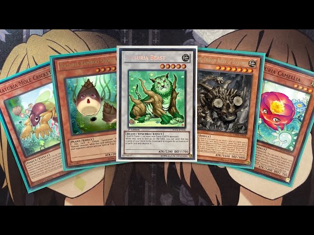 My Naturia Yugioh Deck Profile for Post January 2024 Banlist