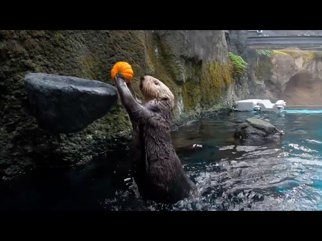 Adorable Sea Otters Slam Dunk Little Halloween Pumpkins