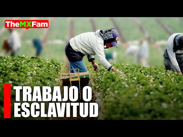 Dream job or modern slavery? Seasonal Agricultural Workers in Canada