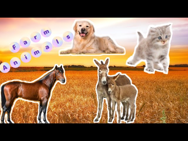 Farm Animals Videos - Dog, Cat, Horse