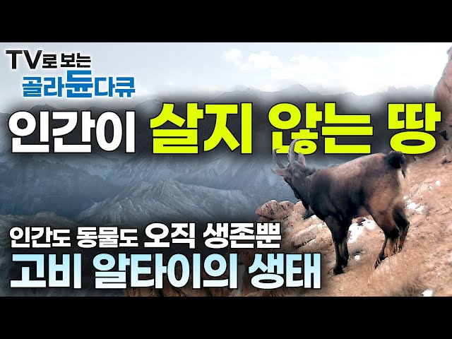 겨울 -50℃ 여름 50℃ 인간이 순응한 극한의 땅｜대자연 앞에선 인간도 동물도 오직 생존뿐!｜창탕고원｜고비사막｜지구상 최후의 오지｜신비의 땅, 알타이 생태｜다큐프라임｜#골라듄다큐