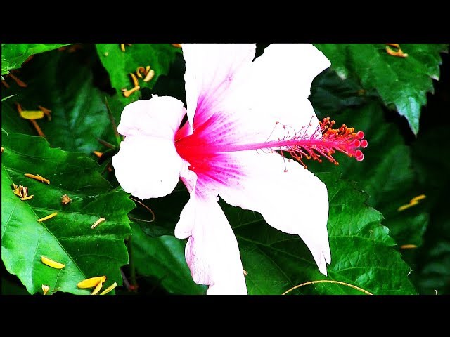 Blumen, Früchte und Wildpflanzen auf der Kanarischen Insel La Palma