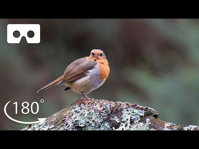 Unwind In A Forest In The Scottish Highlands | VR 180 | BBC Earth