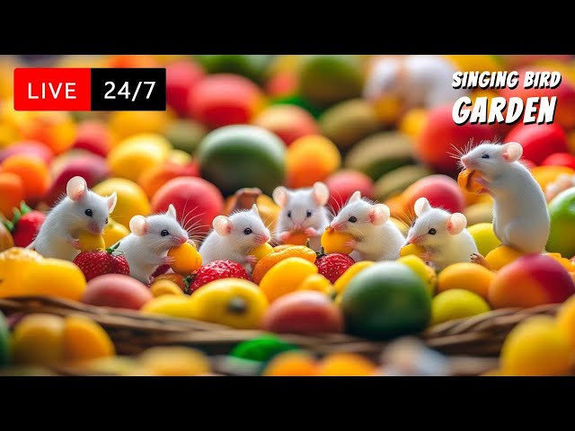 🔴 24/7 LIVE Cat TV: Cat TV for Cats 😺 Cute Little White Mice Naughty for Cats | 4K HD 60 FPS