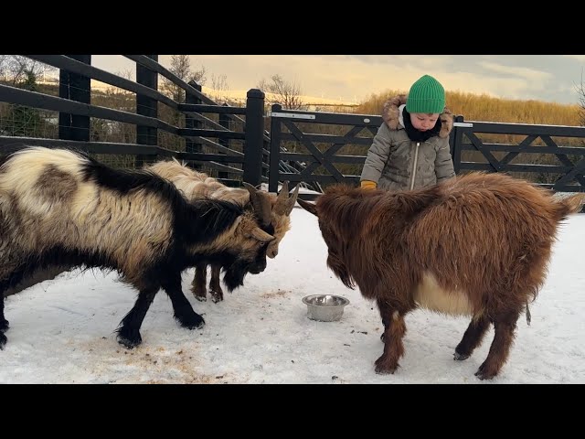 Adorable baby Boy Feeds His Tiny Goats! (Cutest Ever!!)