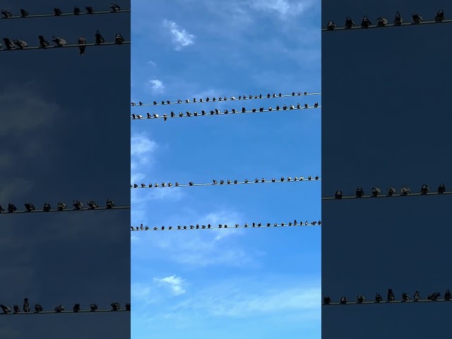 So Many Birds On The Power Lines By Lake Taneycomo | At Branson Landing In Branson Missouri