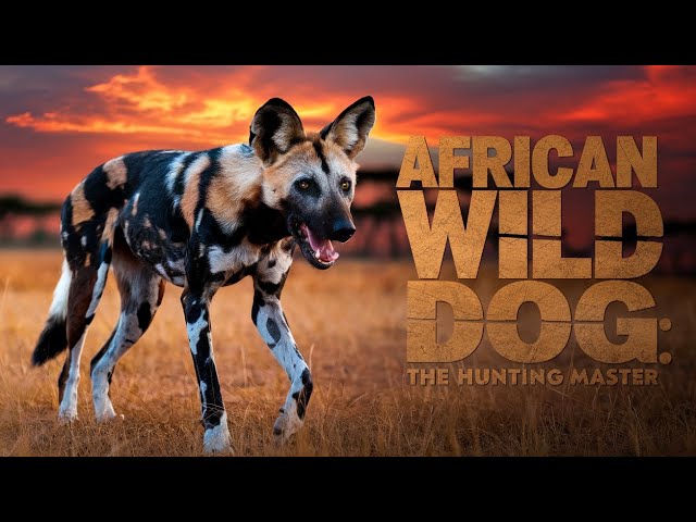 African Wild Dog | The Ultimate Hunting Pack | Wildlife Documentary