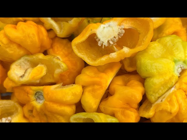 Cutting Scotch Bonnet Peppers