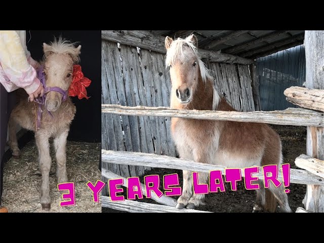 We SURPRISED her with a tiny FOAL, Then this HAPPENED!