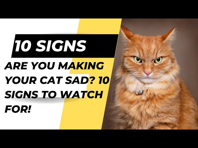 Are You Making Your Cat Sad? 10 Signs to Watch For!