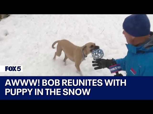 Reporter Bob Barnard reunites with puppy from viral live weather report