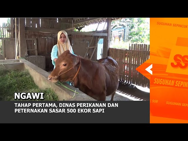 NGAWI - Tahap Pertama, Dinas Perikanan Dan Peternakan Sasar 500 Ekor Sapi