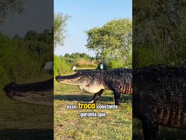 "Jacaré sem dente? Nunca! 🐊 Descubra por quê!" #educação #curiosodemais #animais #shorts