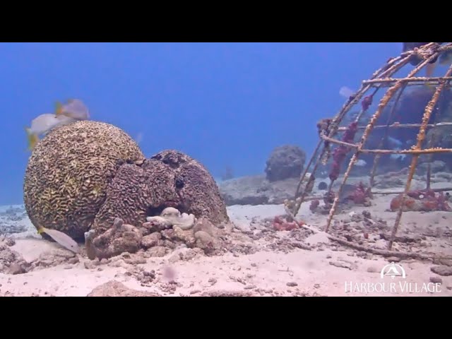 Resident Octopus Punches Fish Who Gets Too Close