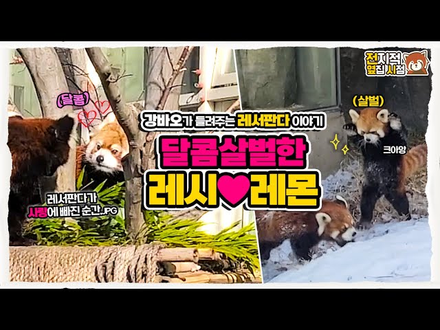 (SUB) "Play with me!" Lesi is sad because Lemon doesn't play with her😕│Everland Red Panda