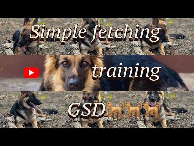 German Shepherd fetching practice || training German Shepherd dog || German shepherd lovers