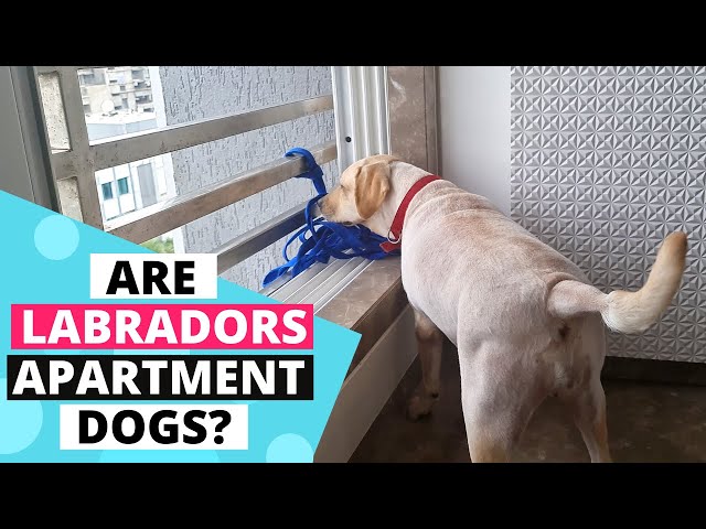 Can Labradors Live in an Apartment?