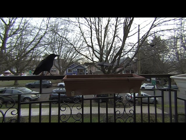 Calf Visinse Crows on my Balcony