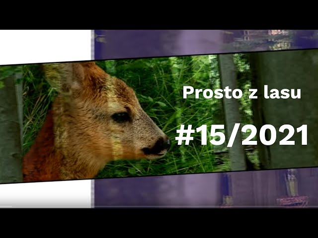 Prosto z lasu |15 2021|