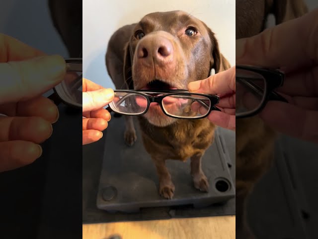 Ginny the Chocolate Lab Demonstrates Perfect Object Retrieval! 🐾 Service Dog Training