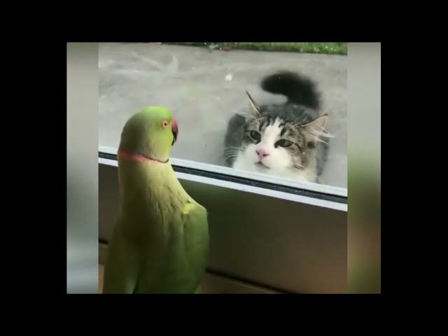 Funny Animal Videos Compilation #2 | Best Funny Pets Videos | Try Not To Laugh!