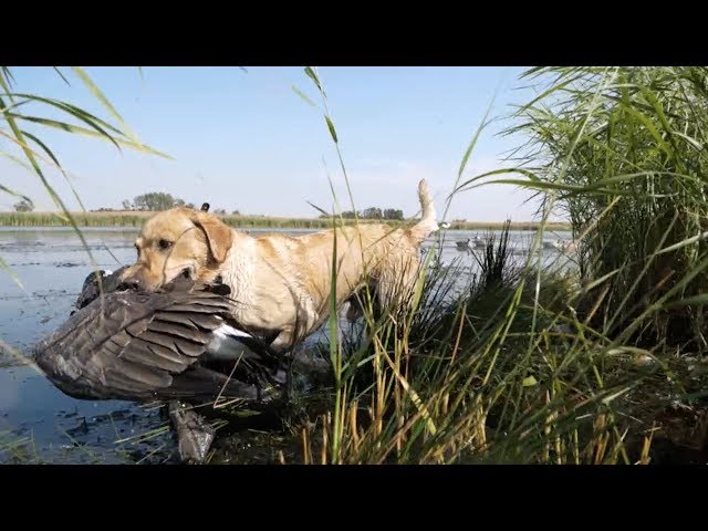 Hired to Hunt Season 4 #1:  Put Me in Coach - Duck and Goose Hunting.  Limit Hunts in Alberta