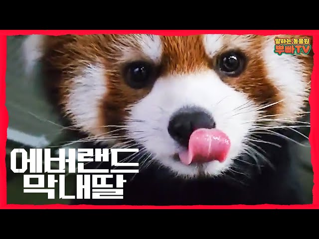 (SUB) Reborn Rich : The Cutest Red Panda Of All Time Is Coming!😲 Everland Red Panda