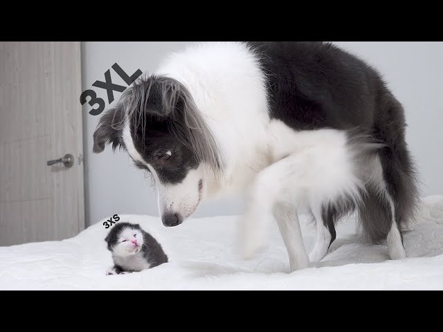 Big Dog’s Gentle Approach to a Rescued Newborn Kitten