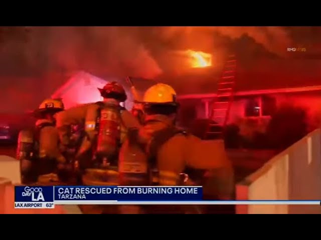 FoxLA: LAFD Rescues Cat From Burning Tarzana Home To Emotional Reunion with Owner | July 26, 2024