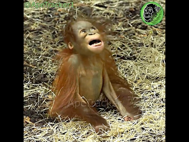 Cute Baby Orangutan Jarang #shorts