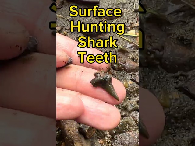 Fossil Hunting The Creek Surface for Shark Teeth! #fossils #fossilhunting