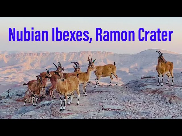 Large Pack of Nubian Ibexes (wild desert goats), Ramon Crater, Israel