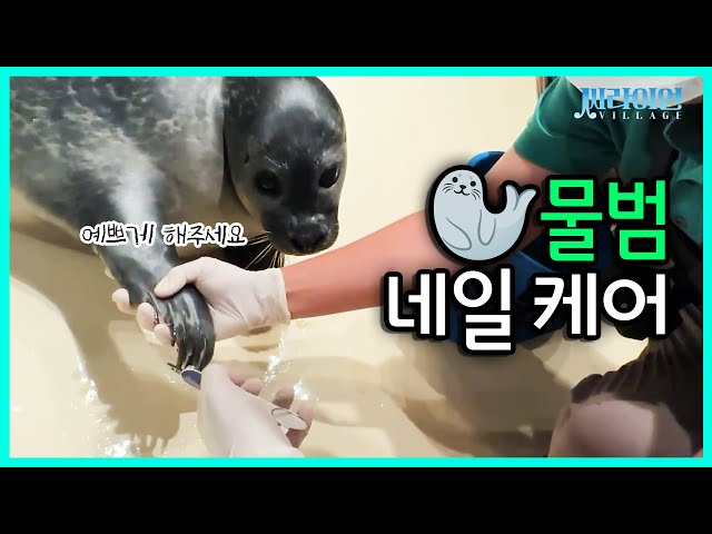 (SUB) Sea Puppy? Nail Care Of The Cutest Seals!💕│Everland Sea Lion Village