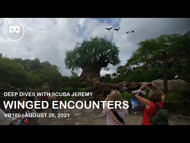 Winged Encounters at Disney's Animal Kingdom - VR180