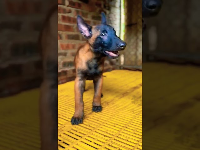 #malinois#belgian#germanshepherd#puppy#belgianmalinois#pets#edm#remix#shorts#viralvideo#youtubeshort