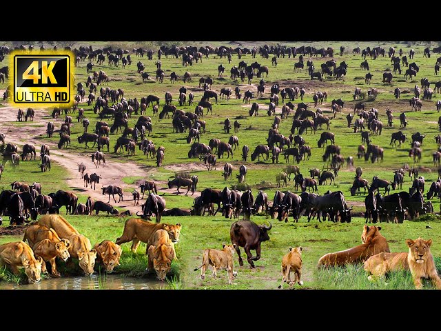 4K African Animals: Ruaha National Park - Explore The Wonders Of African Wildlife with Piano Music