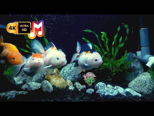 Relaxing Aquarium Sleep Video in 4K with Tropical Fish and Peaceful Music