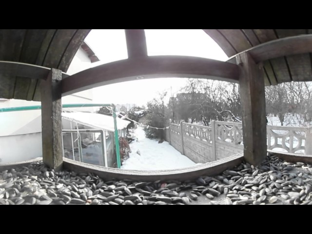 Hawfinch - beautiful bird feeding 360