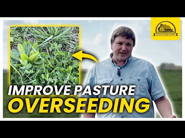 How to Improve Pasture Productivity Easily: Overseeding the Red Field