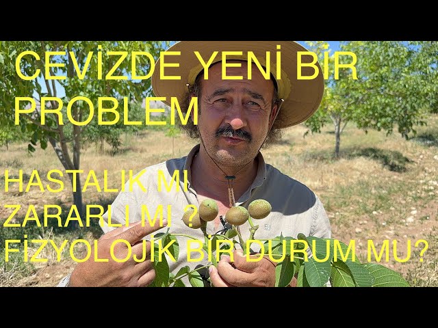 CEVİZDE YENİ BİR PROBLEM MI? HASTALIK MI- ZARARLI MI? YOKSA FİZYOLOJİK BİR DURUMMU? Ceviz Adam Ahmet