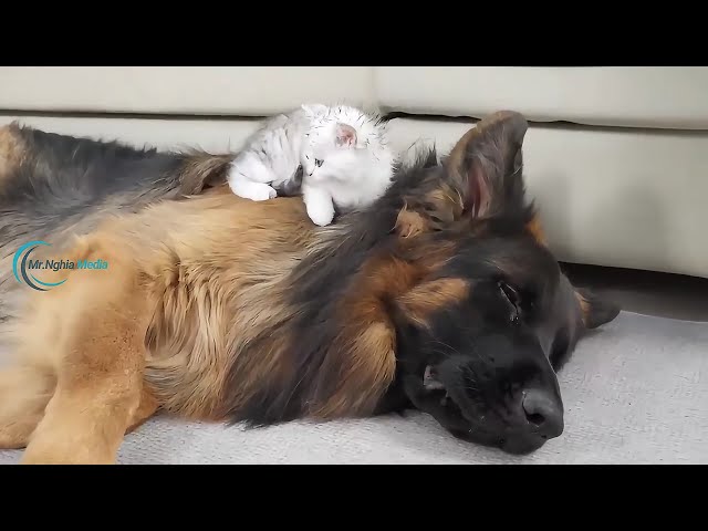 Kittens and German Shepherds the Secret to MAXIMUM Snuggles