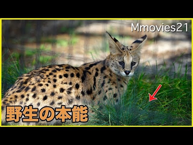 サーバルキャットが見せる野生の本能