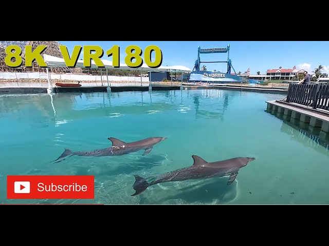 8K VR180 3D Rescue Dolphins at Sea World on the Gold Coast (Travel videos, ASMR/Music 4K/8K)