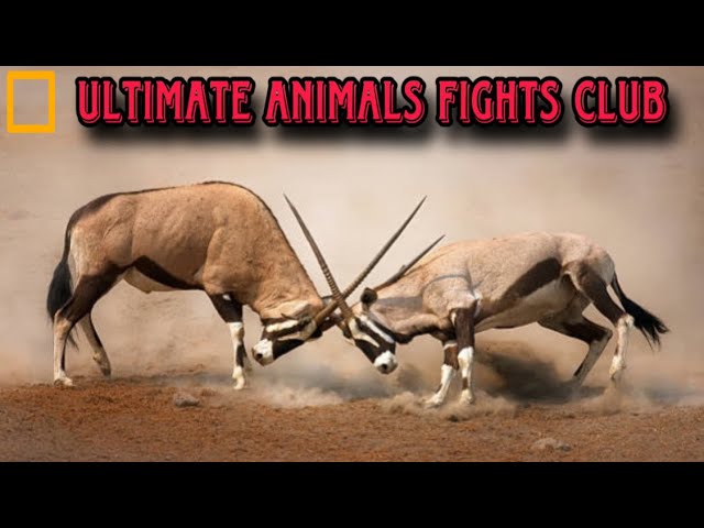 Ultimate Animals Fight Club Animal Planet Wildlife Documentary